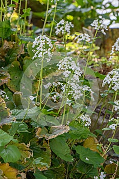 Thale cress Arabidopsis thaliana flowering in natural habitat photo